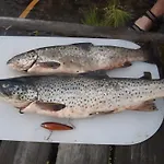 Campsite Lemmenjoen Lumo - Nature Experience & *