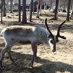 Campsite Lemmenjoen Lumo - Nature Experience & Lemmenjoki