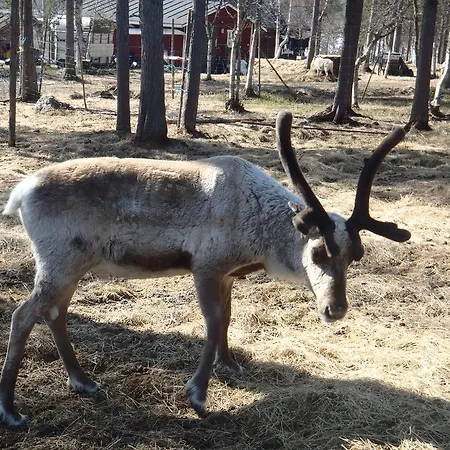 Kemping Lemmenjoen Lumo - Nature Experience & Lemmenjoki