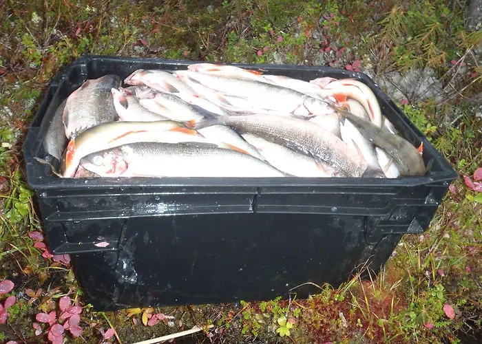 Lemmenjoen Lumo - Nature Experience & Parque de Campismo *