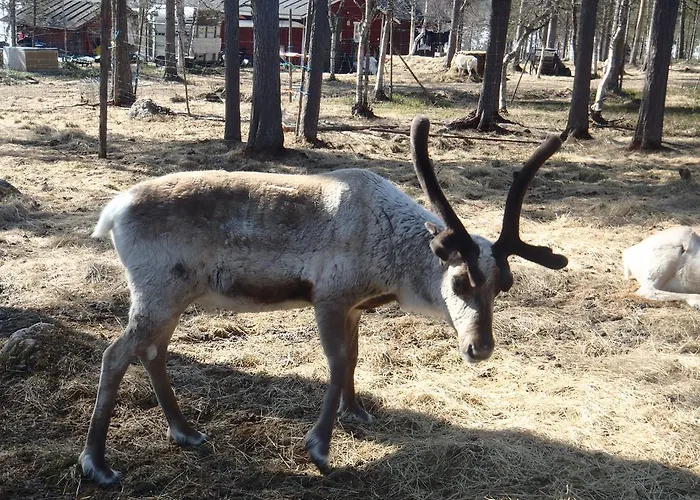 Parque de Campismo Lemmenjoen Lumo - Nature Experience & Lemmenjoki